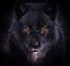 Wolf Shlagman