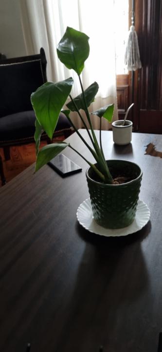 Gabriel Alberto Chapur