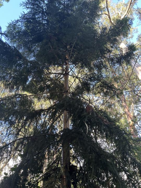 The Kumbartcho or Hoop Pine Native to Australia. 