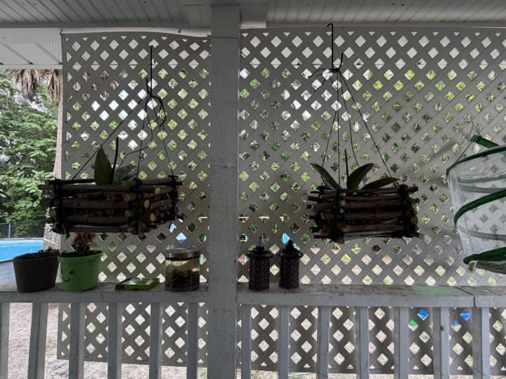 Orchid hanging baskets