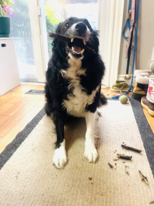 Stolen twig 🤷‍♀️