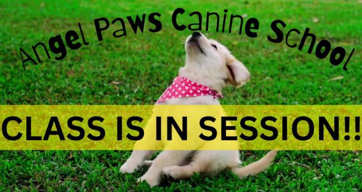 Angel Paws Dog School