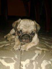 Juan Fernando Dominguez