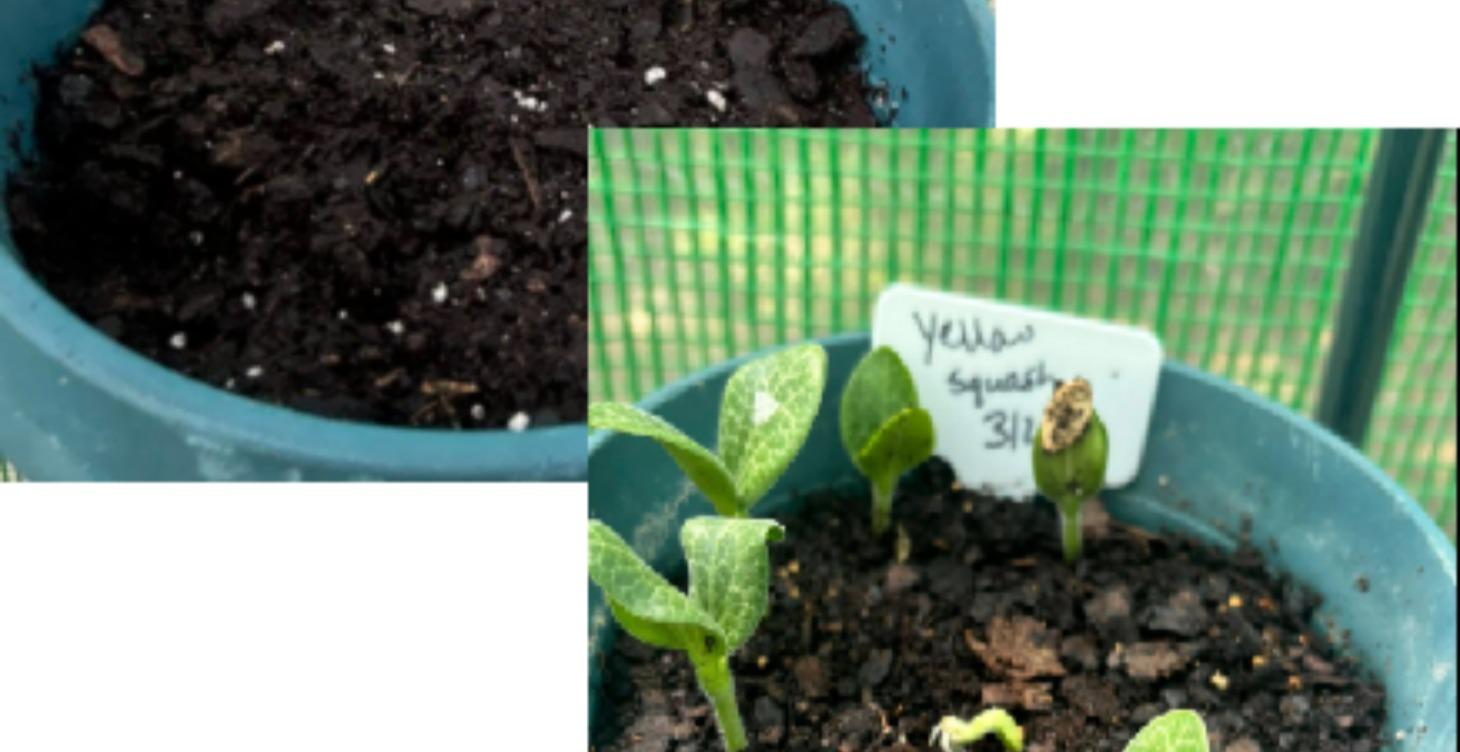 Seeds-Everything Starts Small