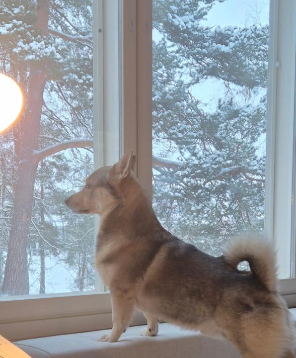 Oskari Hämäläinen