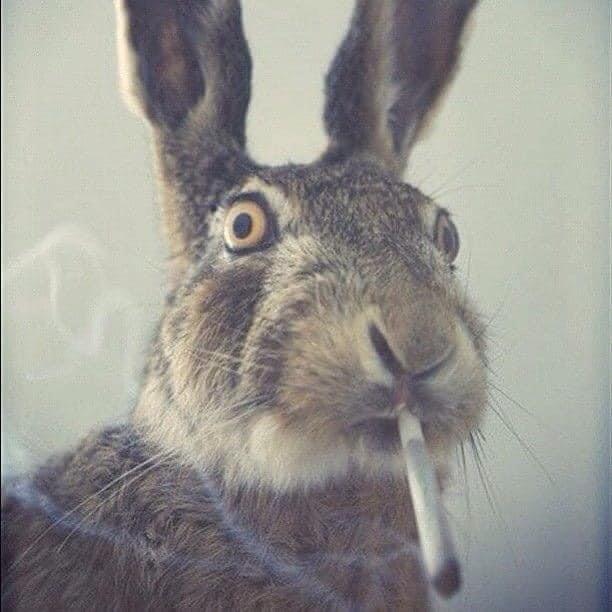 Bunny is coming…