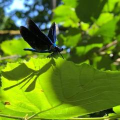 Andrea Selina Wießner
