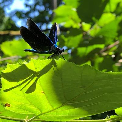 Andrea Selina Wießner