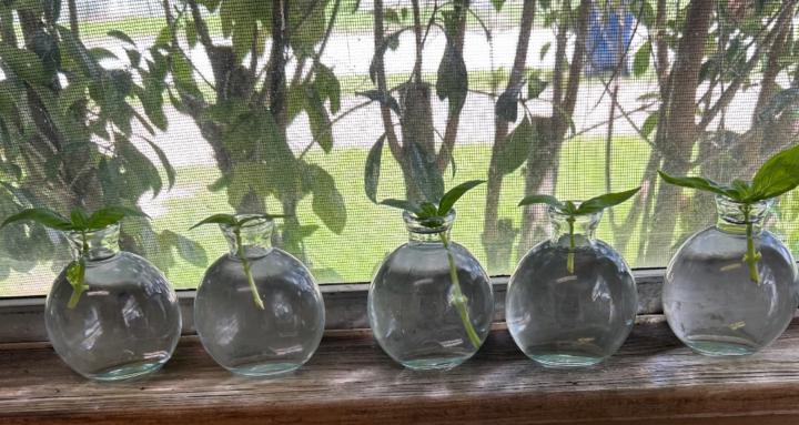 Wildflowers Microschool