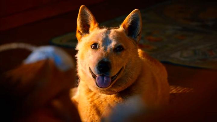 Alexander Castellanos