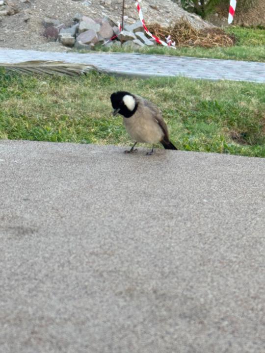 صفاء الغريبي