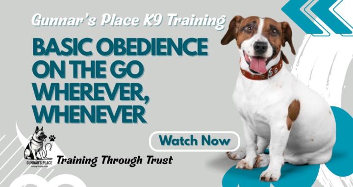 Basic Dog Obedience 101