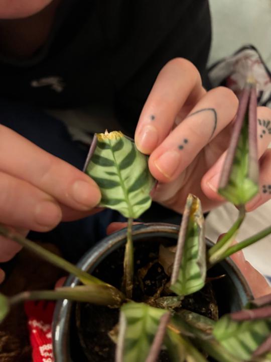 Alexandra Behranová