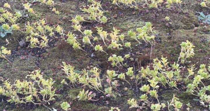 The Practice of Going Forward