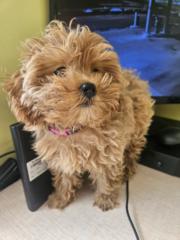 Доржсүрэн Төгссайхан