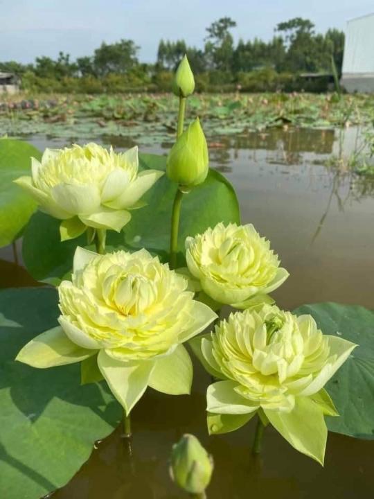 Toan Nguyễn Thị