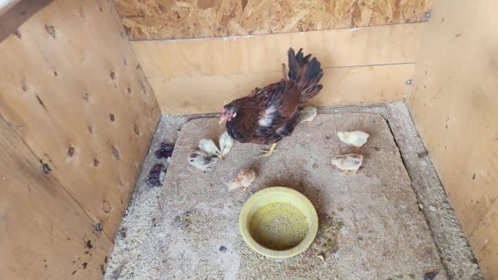 Madai Josefina Farías