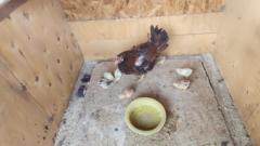 Madai Josefina Farías