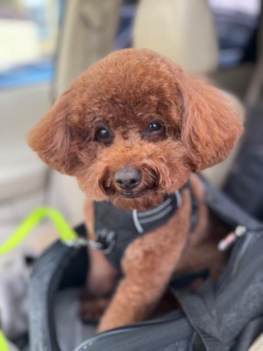 Ruthie Seymou-Sanftner