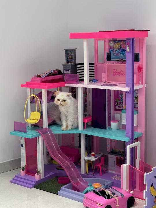 🐱 Mi gata en celo, el desvelo y la lección de "vibración" que no me esperaba 🐾🔊