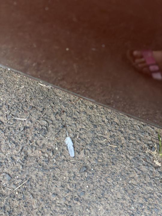 Feather Manifestation Activity 