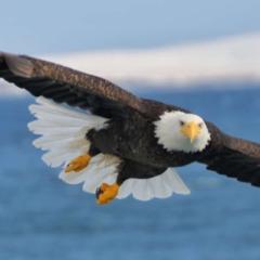 Sarah Eagle