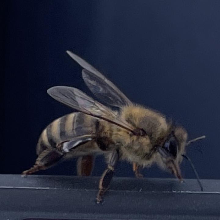 World Honey Bee Day