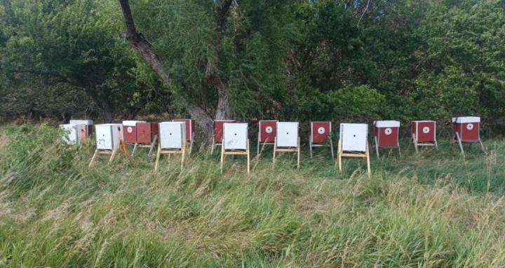 Napa Bees No Input Beekeepers