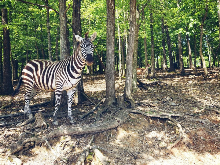 Hidden Gem Of The Week📣