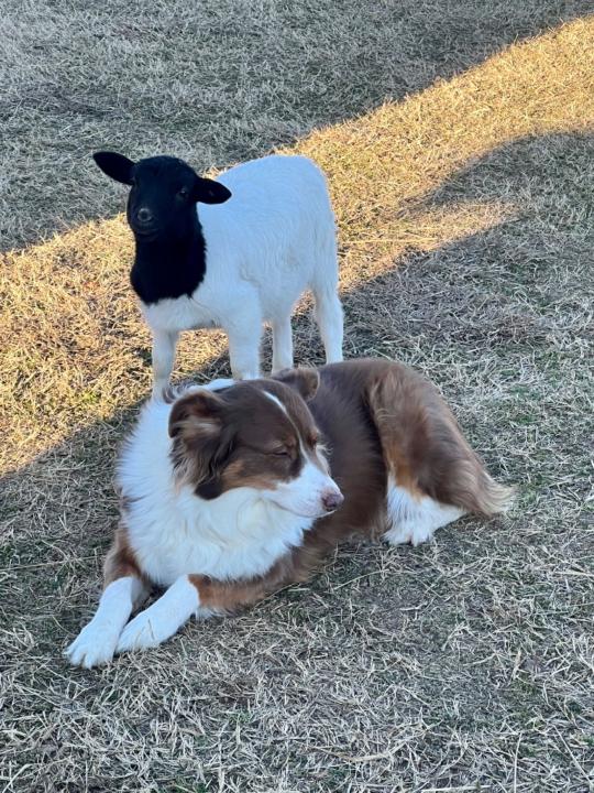 Jordan Francisco-Gilstrap