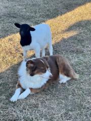 Jordan Francisco-Gilstrap