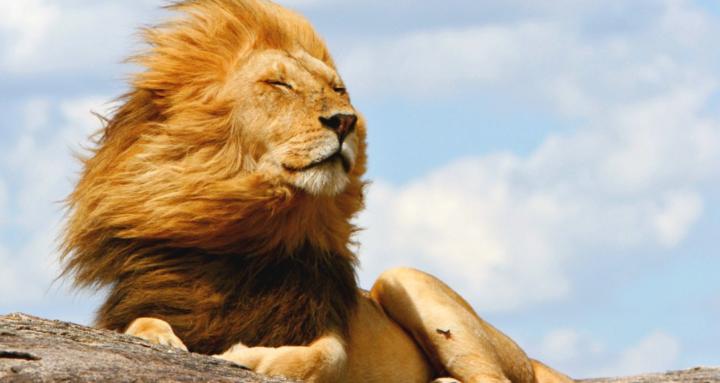 🦁 SELFMAXXERS 🦁