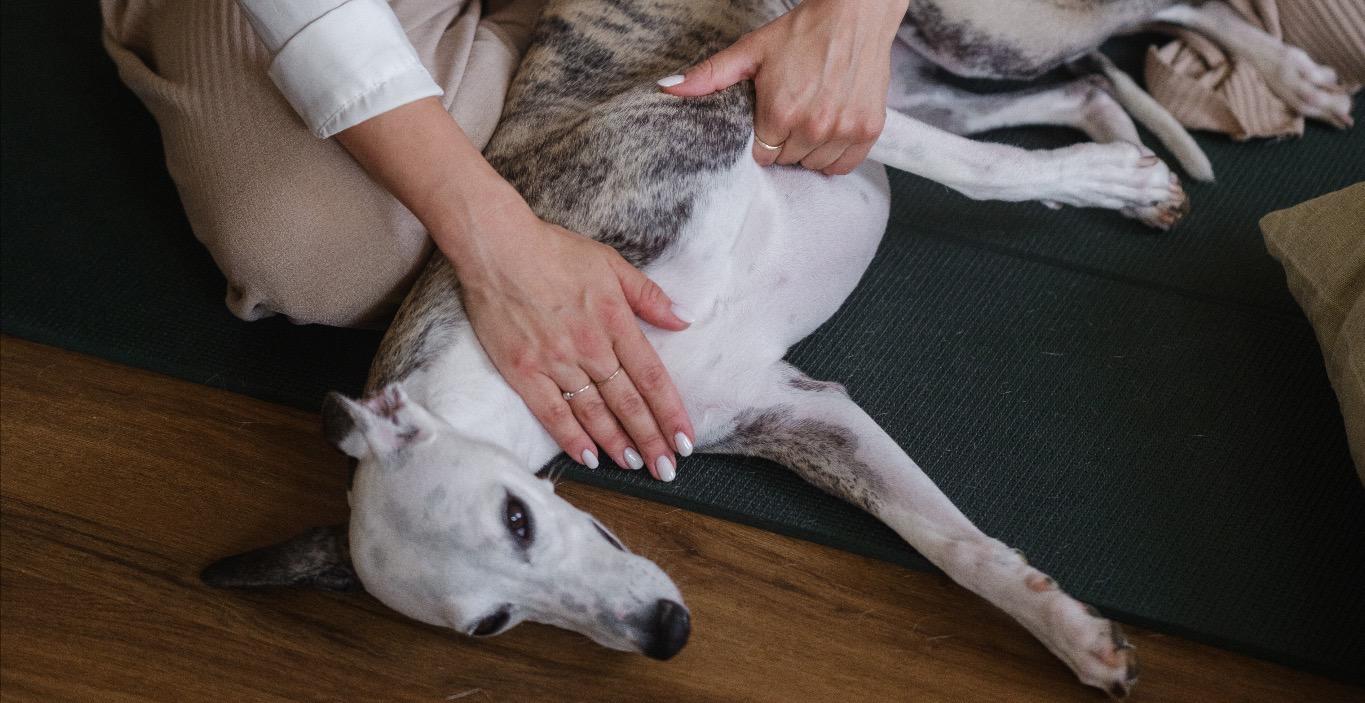 Dog Massage