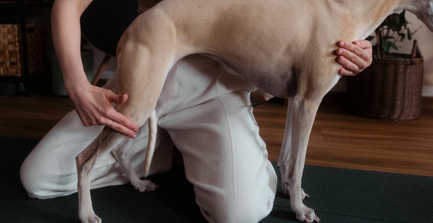 Dog Acupressure