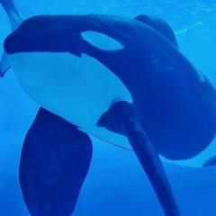 Orca Mammal