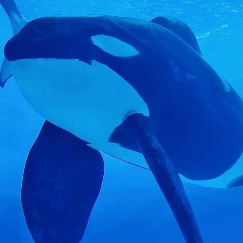 Orca Mammal