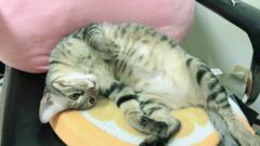 鄧 安安