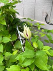 Sandi Brown