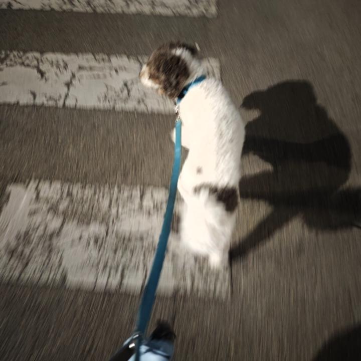 Ignacio Maese Guerrero