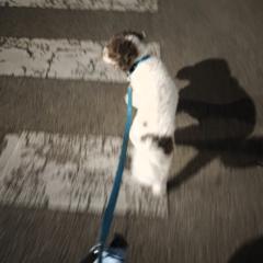 Ignacio Maese Guerrero