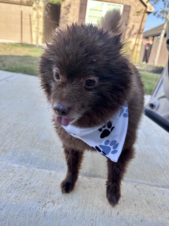 got pets? (¿tienes mascotas?)🐾