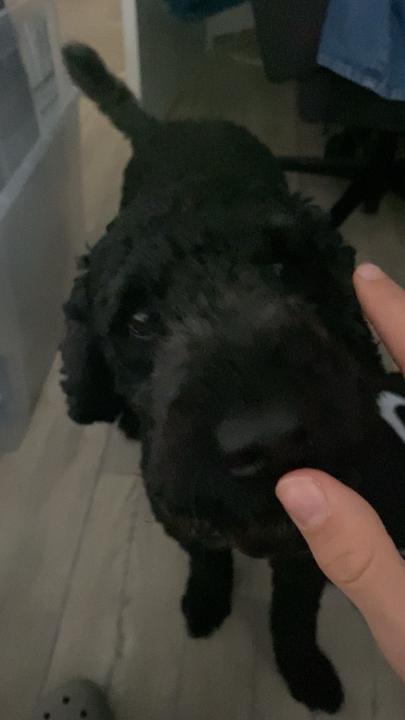 Max N