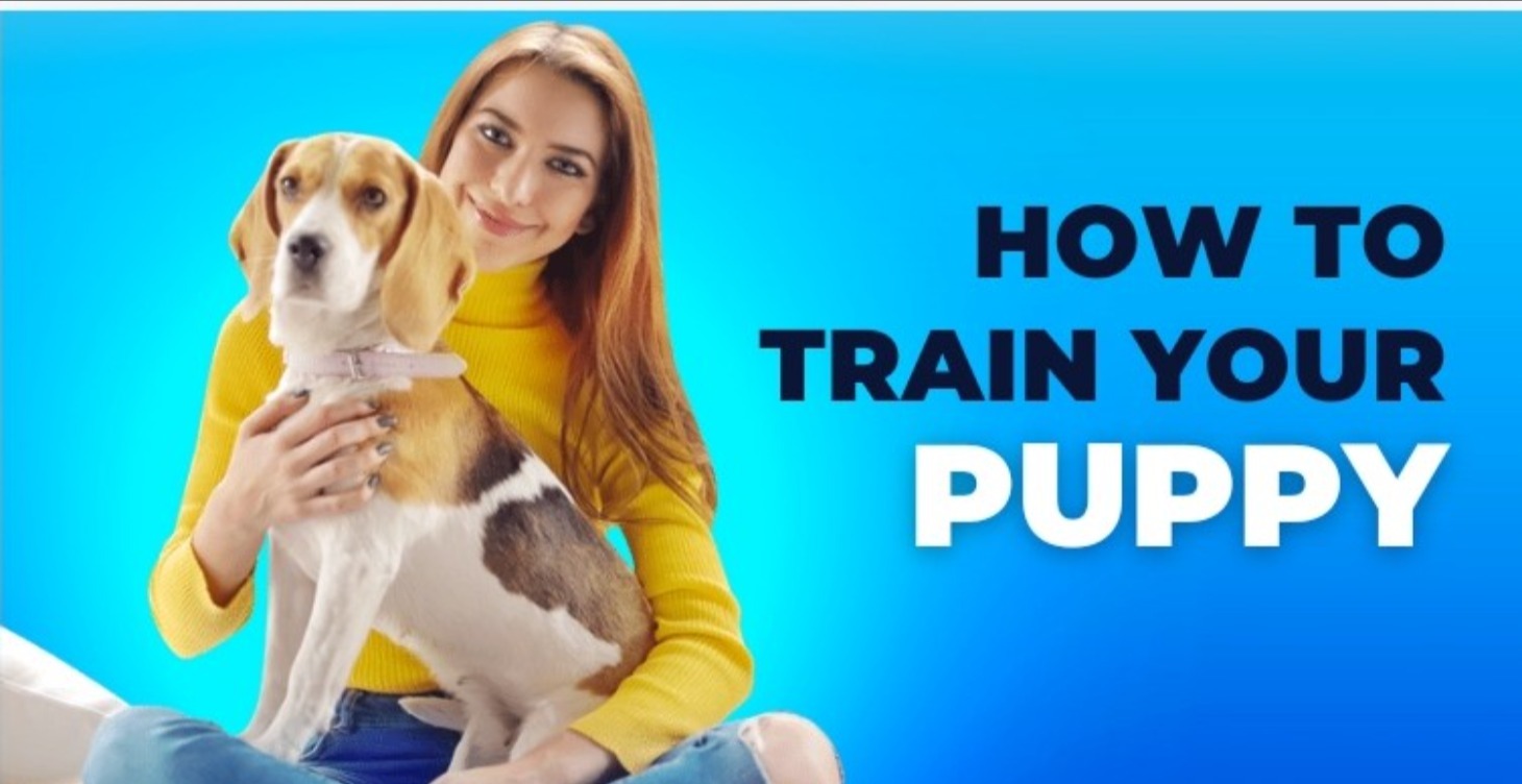 Dog training course