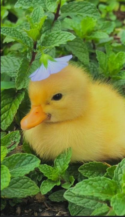 Shambhavi Shrivastav