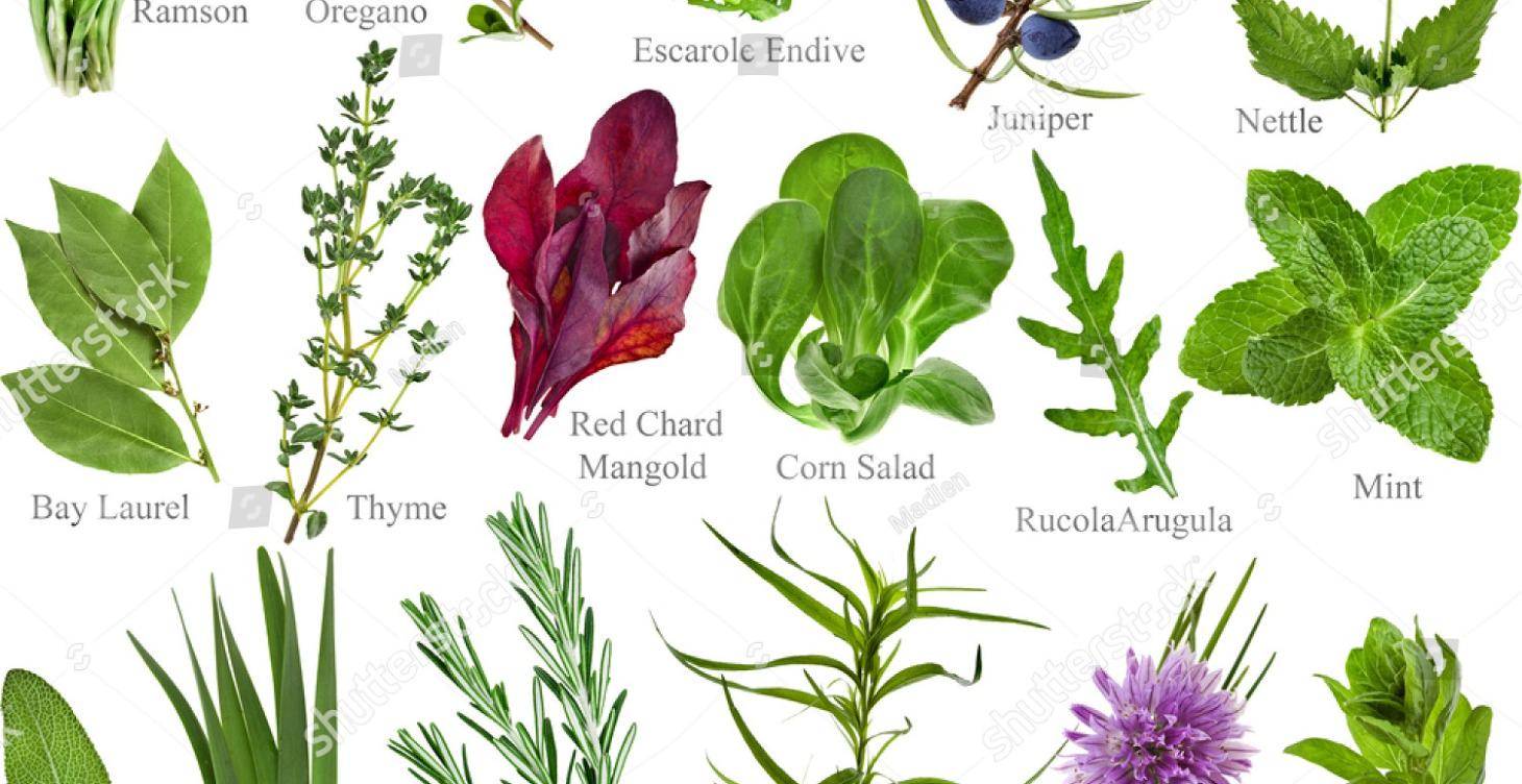 Herbal Correspondences