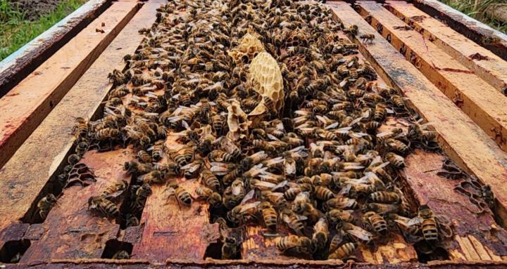 Beekeeping