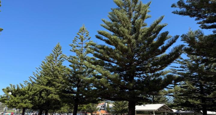 DIY AusTourist Visa (SC 600)