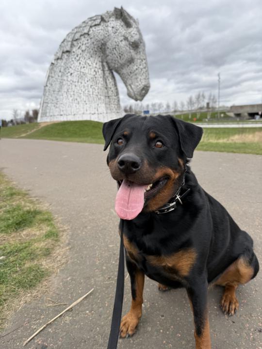 Walkies