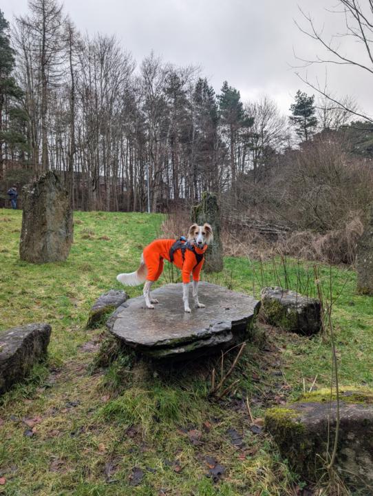 Livingston Greyhound Walk