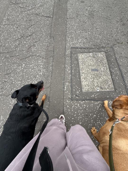 Indi behaving 🤣